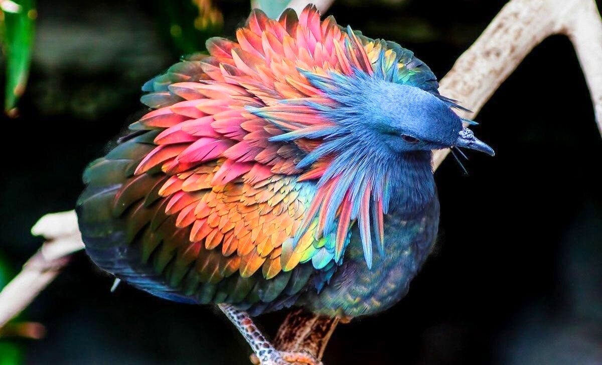 (تصویر) کبوتر نیکوبار؛ گران‌ترین و زیباترین کبوتر جهان که سنگ می‌خورد