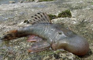 ۵ موجود عجیبی که به تازگی کشف شده‌اند! 