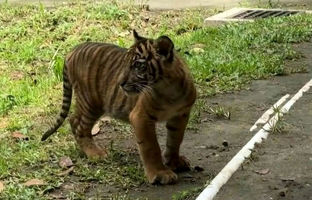  تولد نادر توله‌ ببر سوماترایی؛ امیدی تازه برای نجات گونه‌ای در آستانه انقراض + ویدئو