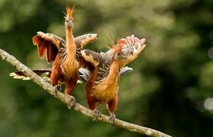 این پرنده زشت بوی گاو می دهد! + ویدئو