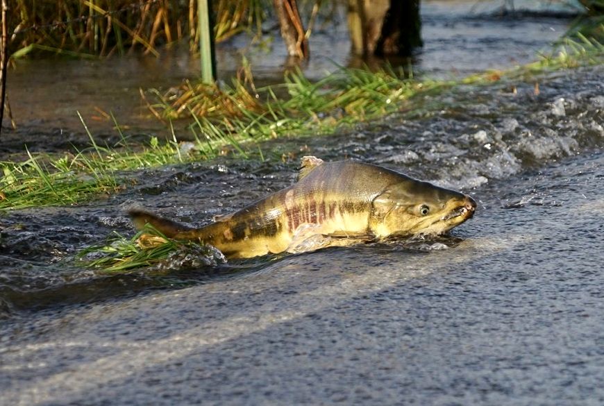 (ویدئو) عبور باورنکردنی ماهی‌های سالمون از جاده!