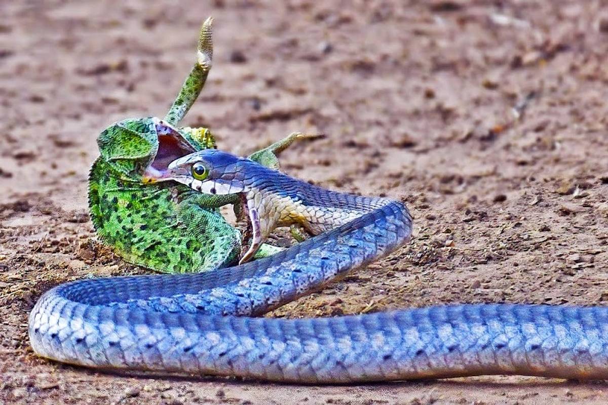 (ویدئو) حملات وحشتناک مار بومسلنگ به آفتابپرست