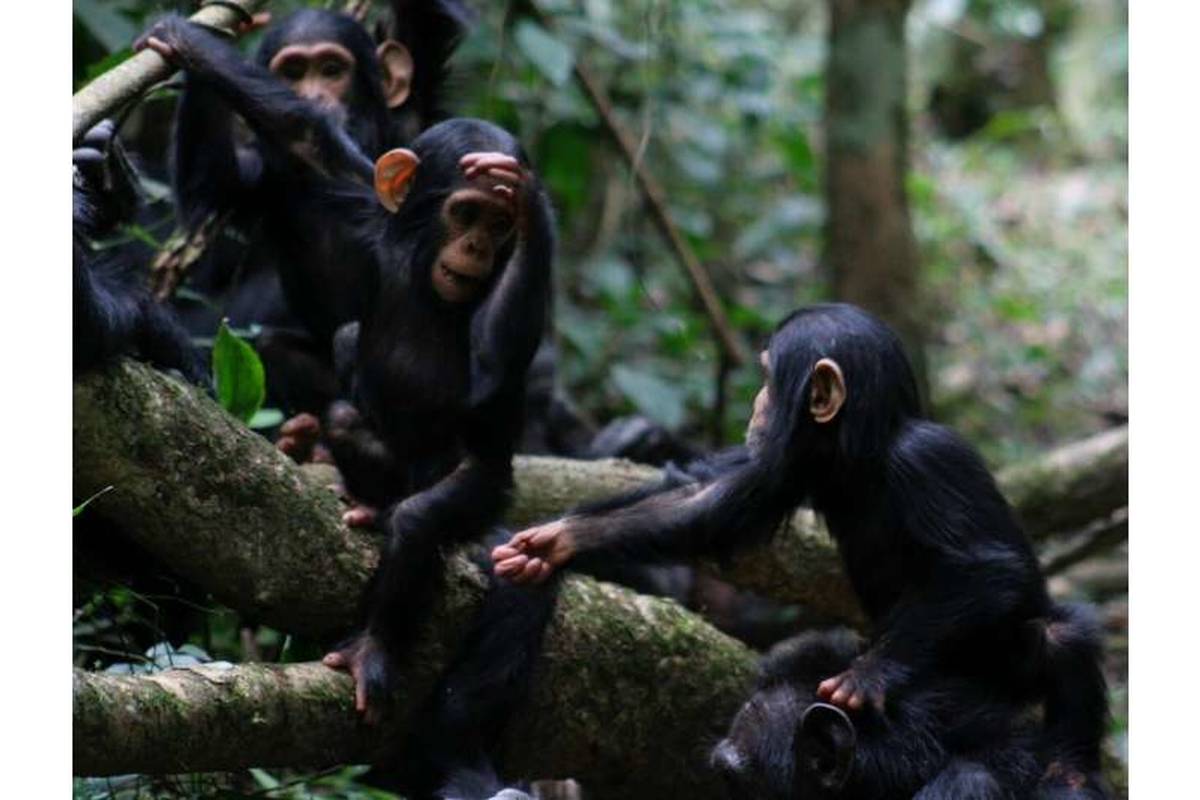 انسان میتواند زبانِ بدنِ شامپانزهها را بفهمد و تفسیر کند!