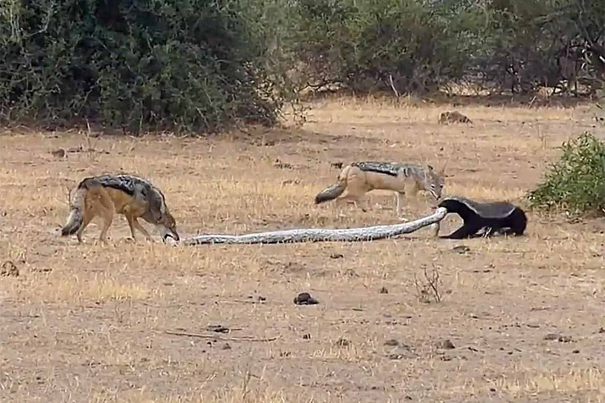 (ویدئو) جدال مرگ و زندگی مار پیتون، گورکن عسل خوار و دو شغال!