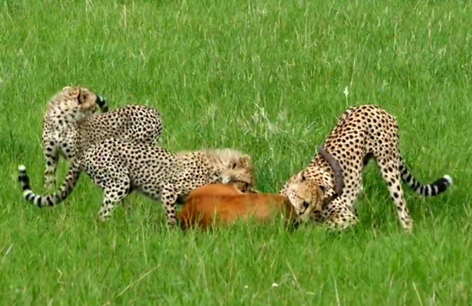 (ویدئو) ناشی گری 3 یوزپلنگ، شکار چاق و چله را از دستشان فراری داد!