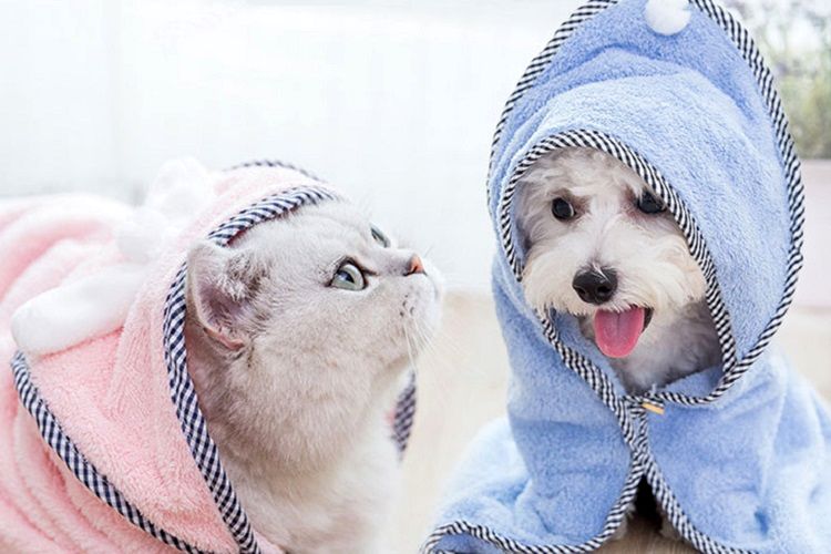 راهنمای خرید بهترین شامپو برای حیوانات خانگی