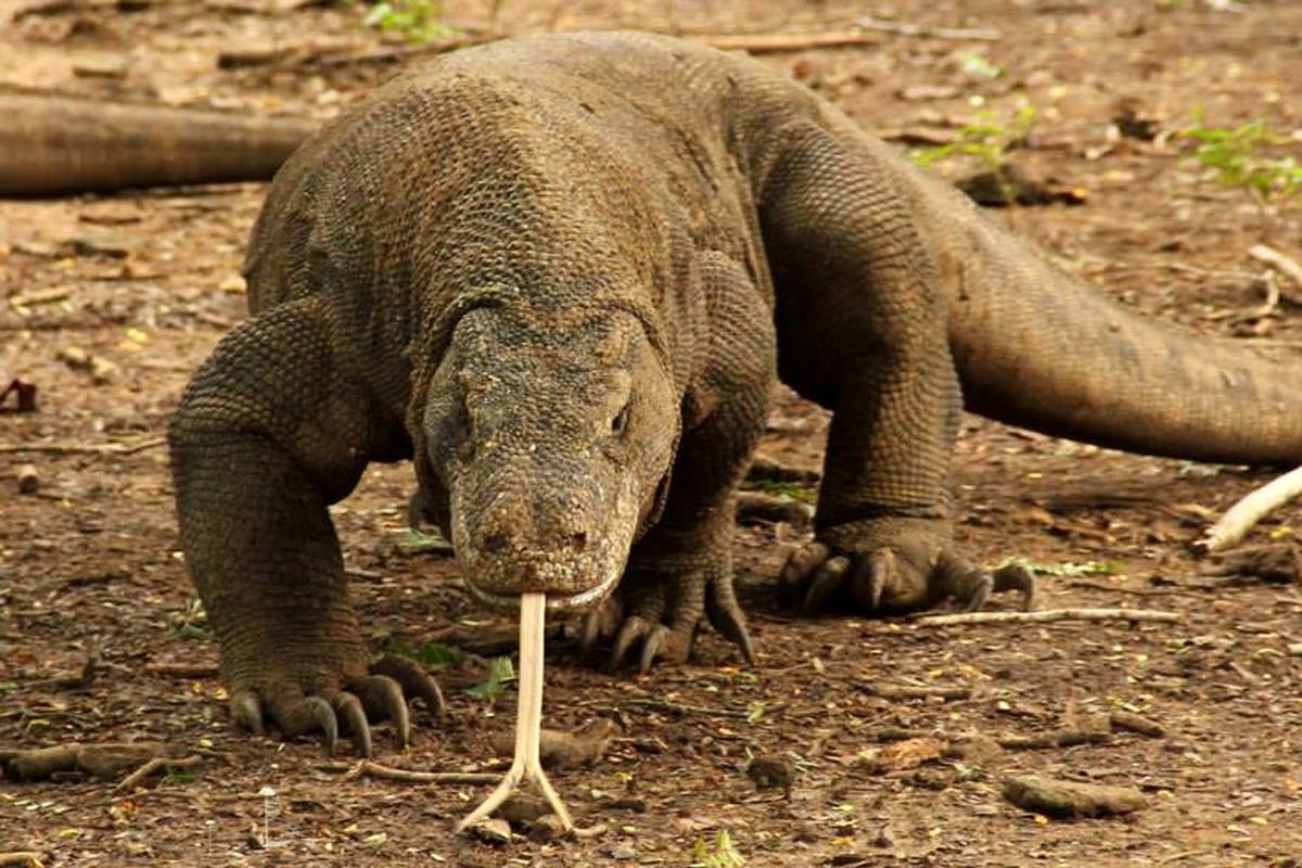 (ویدئو) شکار کوسه توسط اژدهای کومودو