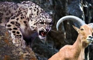 (ویدئو) ثبت اولین ویدئو از لحظه شگفت انگیز شکار پلنگ ایرانی