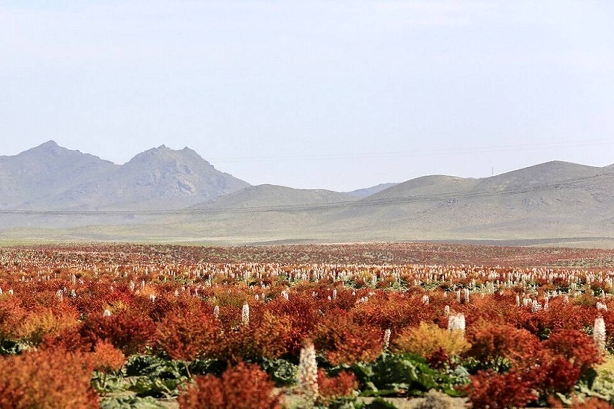 (تصاویر) بزرگترین دشت ریواس ایران