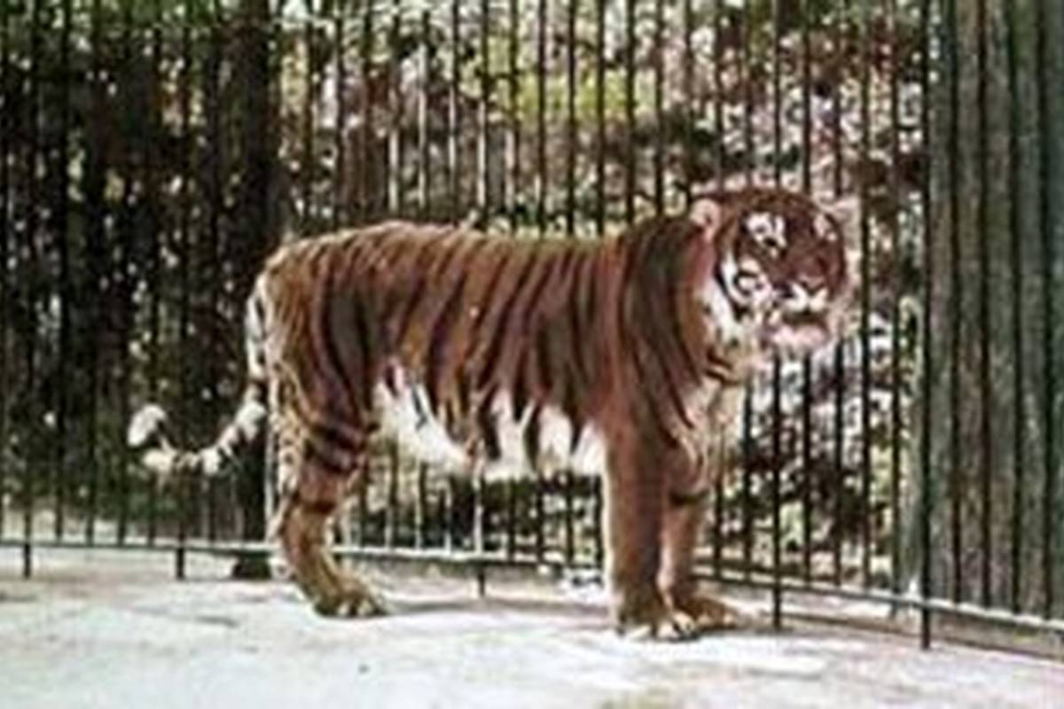 آخرین تصاویر به جا مانده از ببر باشکوه مازندران