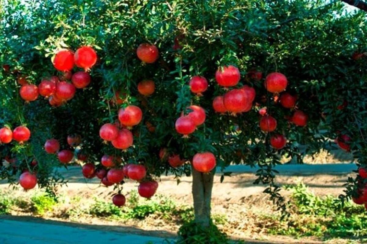 چگونه انار بکاریم؟