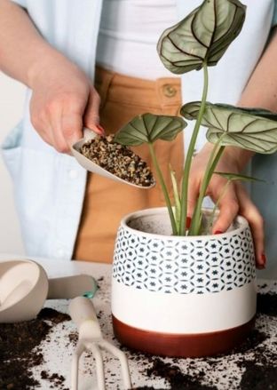 چه زمانی و چگونه خاک گیاهان آپارتمانی را عوض کنیم؟
