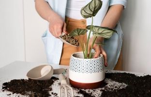 چه زمانی و چگونه خاک گیاهان آپارتمانی را عوض کنیم؟