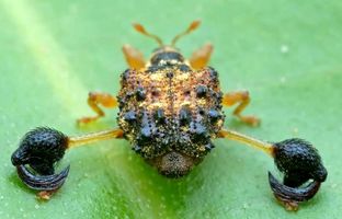 یکی از عجیب ترین پاهای جهان را این سوسک دارد! + عکس