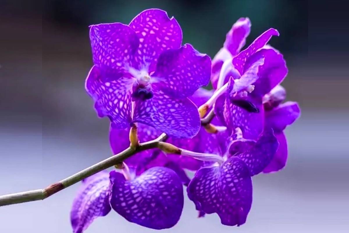 زیباترین گیاهان آپارتمانی بنفش برای داشتن یک دکوراسیون رویایی