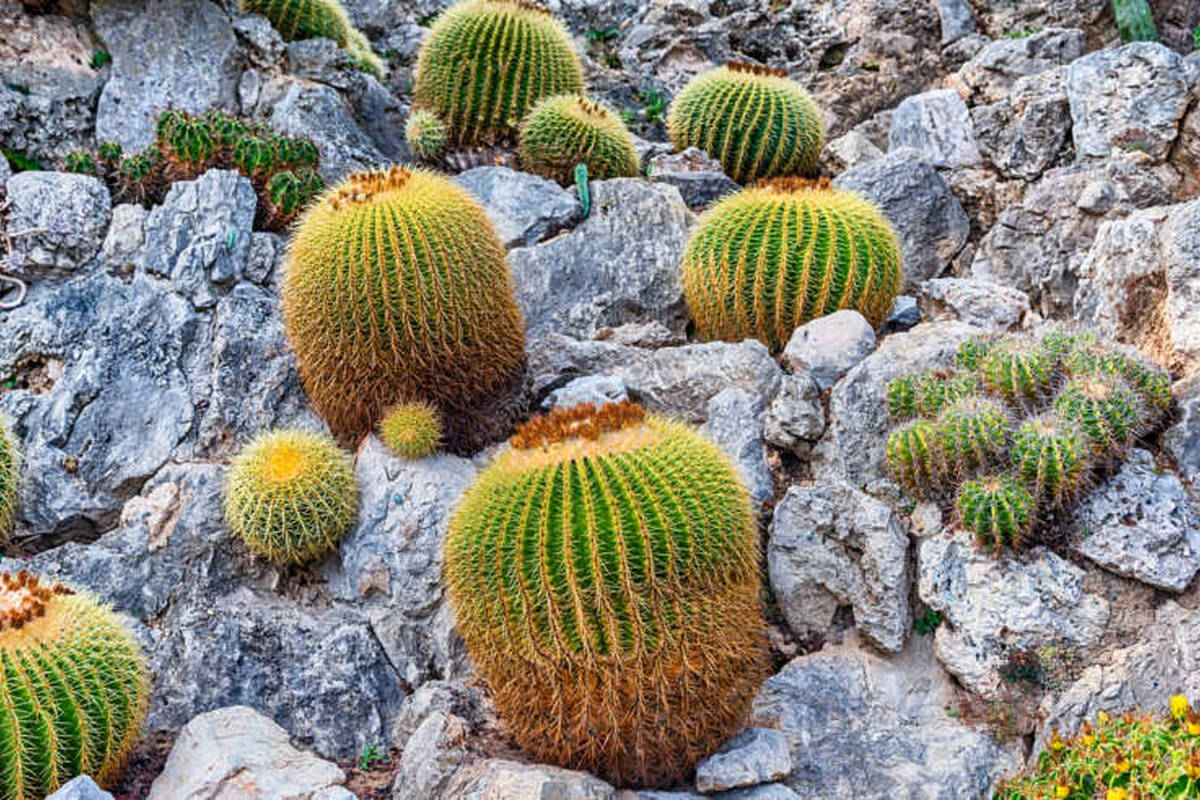 پرورش کاکتوس صخره ای و نکاتی برای رشد این گیاه
