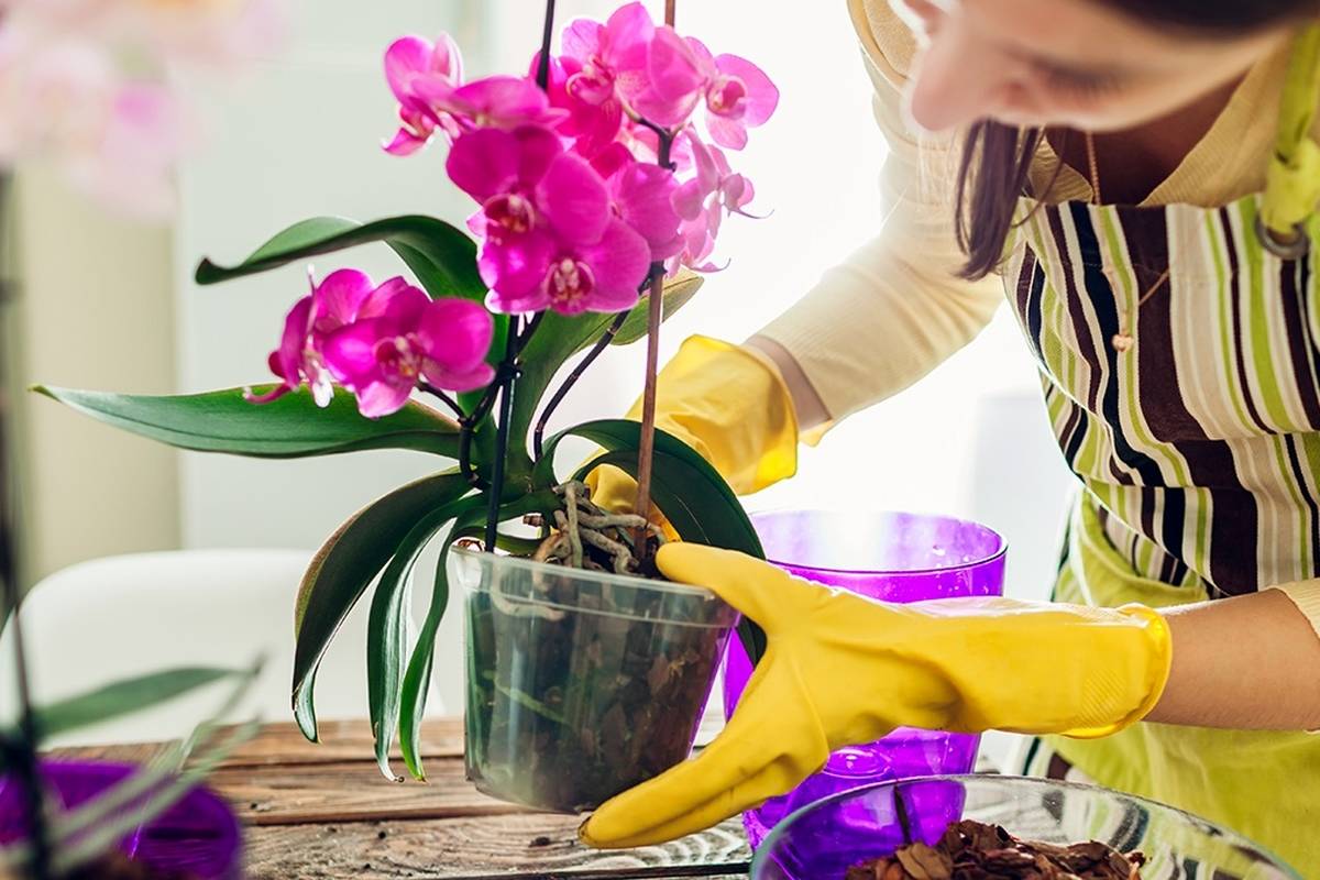 اینطوری از گل ارکیده مراقبت کن تا سالهای سال داشته باشیش!