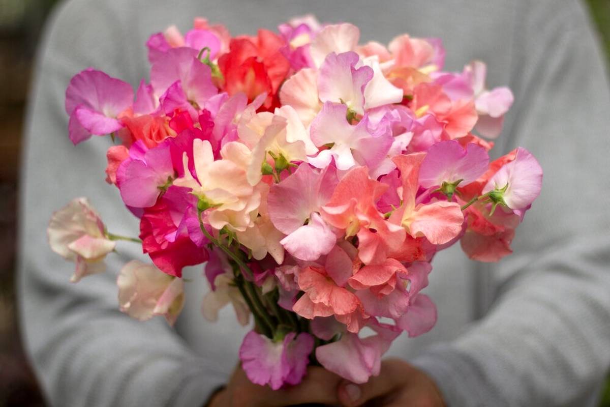 چه گیاهانی در بهمن ماه میشه کاشت؟