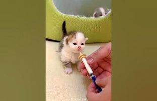 (ویدئو) روش جالب برای شیر دادن به بچه گربه