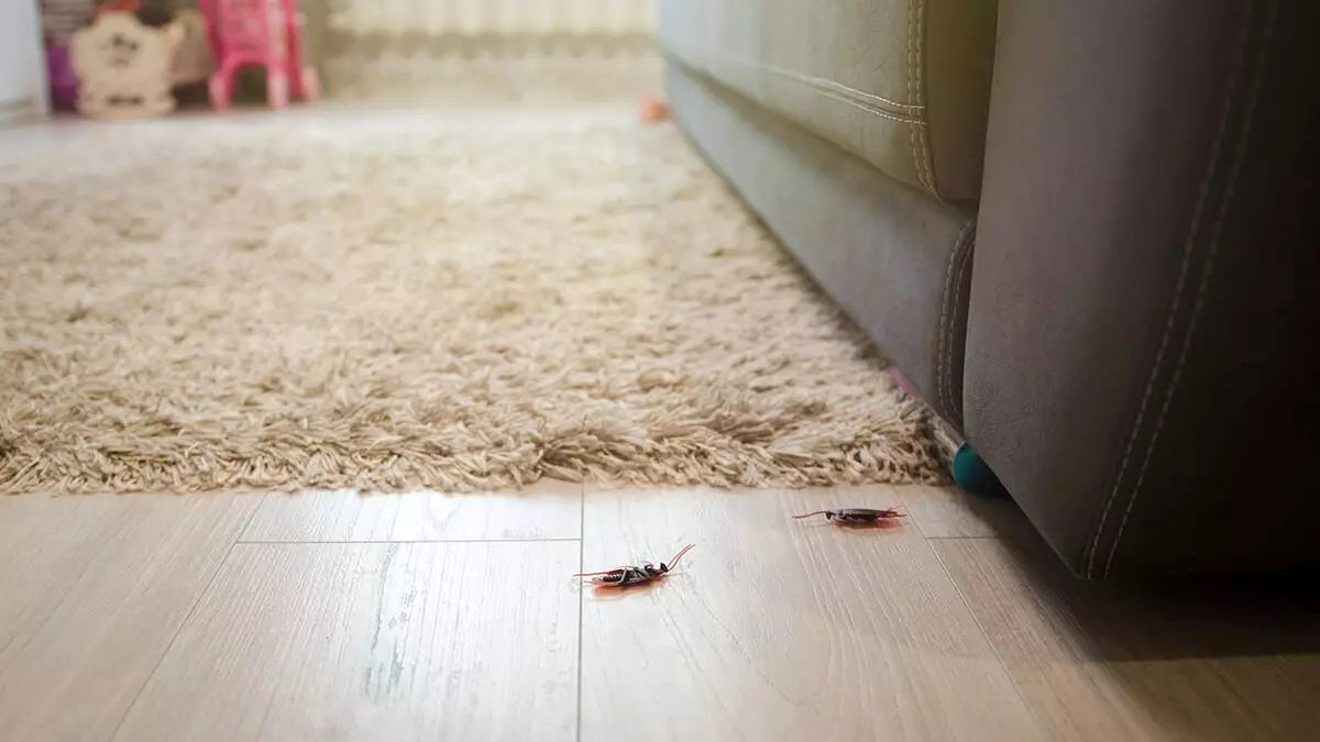 بهترین راه‌های دفع حشرات خانگی در خانه تکانی عید