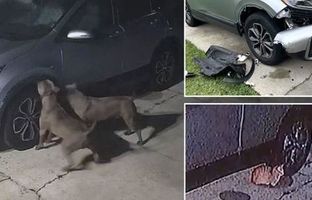 (ویدئو) سگ ها به خاطر گربه یک ماشین را نابود کردند‌