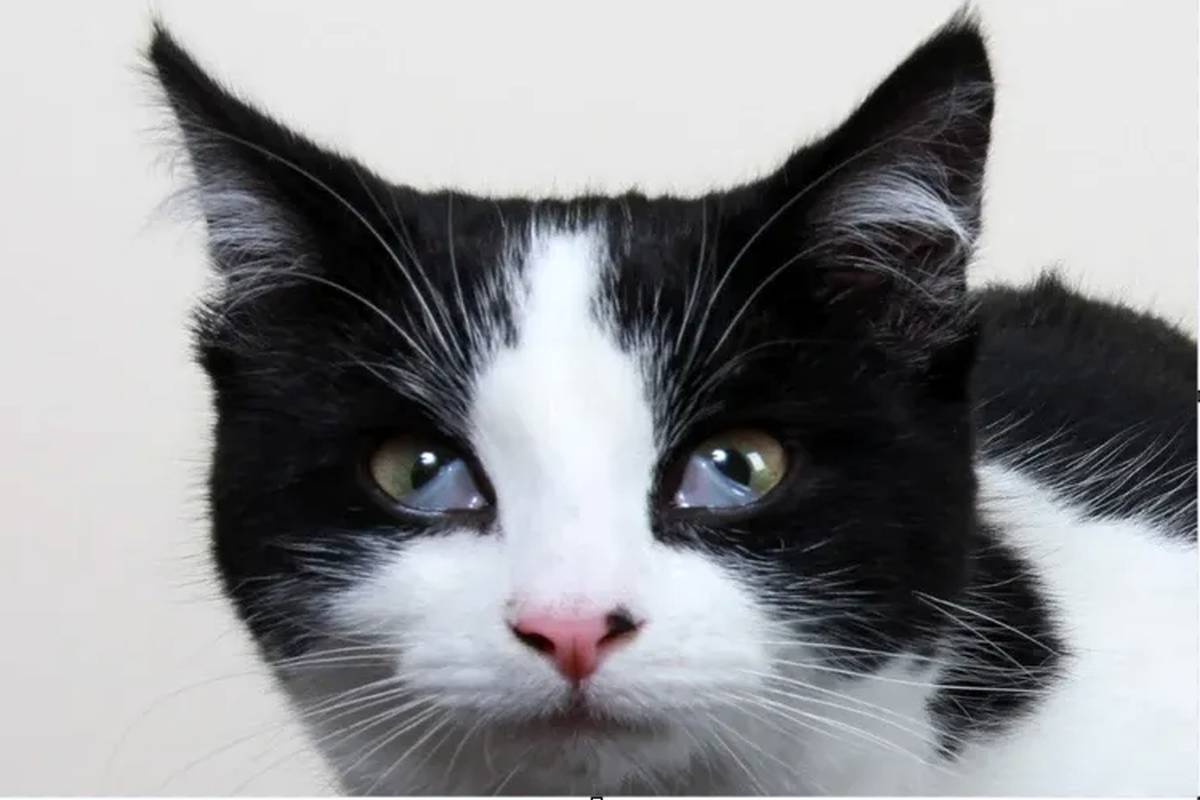 چرا گربه ها سه پلک دارند و انسان دو پلک؟