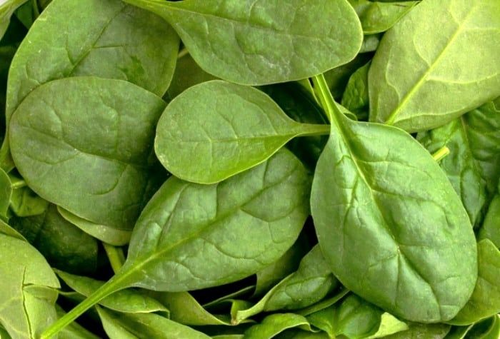 تمام نکات و مراحل کاشت و پرورش اسفناج در باغچه یا مزرعه