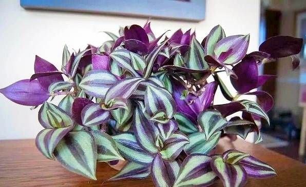 راز نگهداری و پرورش گیاه ترادسکانتیا پالیدا "برگ بیدی"