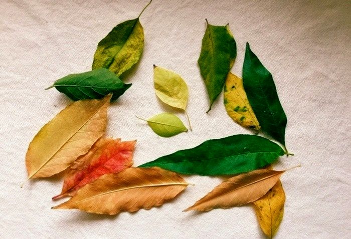 برگ زرد گیاه آپارتمانی، میتواند دوباره سبز شود؟