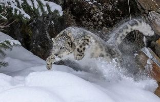 (ویدئو) هیچ جانوری جرات چنین شکاری را ندارد!