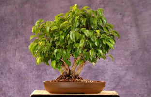 چند گیاه آپارتمانی برای خنک شدن خانه