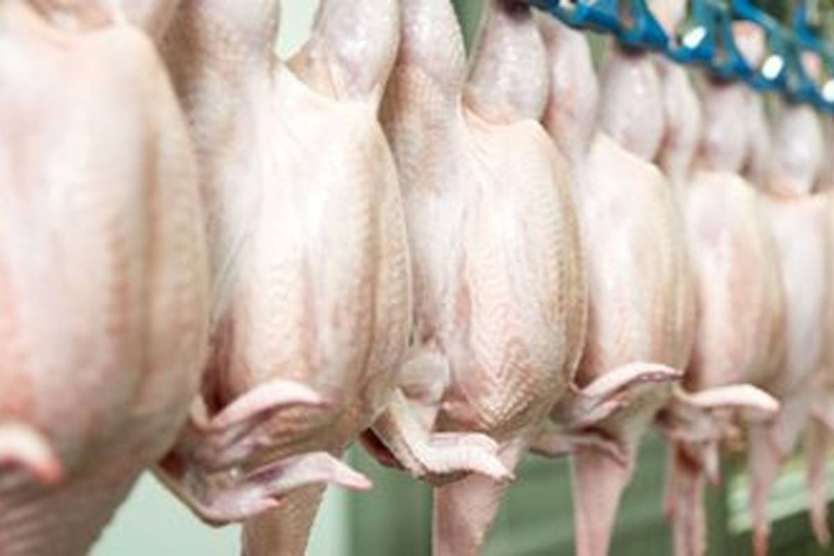 قیمت گوشت مرغ، امروز یکشنبه ۱۴ مرداد ۱۴۰۳