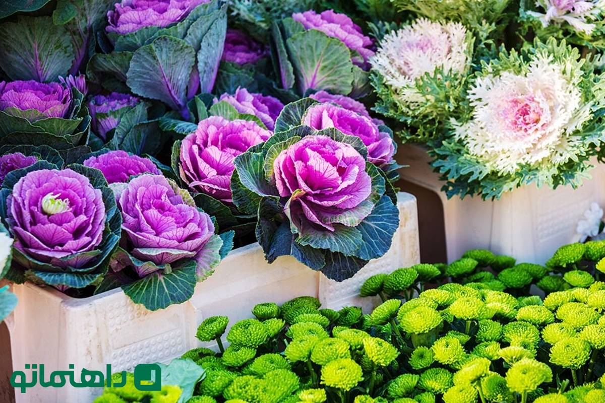 کاشت و نگهداری گیاه کلم زینتی؛ باغچه ای رنگارنگ حتی در زمستان