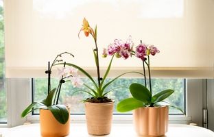 گیاهان آپارتمانی گلدار مقاوم به سرما + بهترین گل آپارتمانی برای زمستان