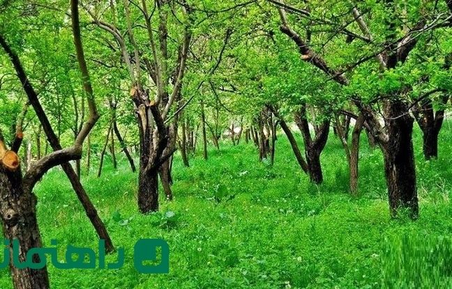 سفر به روستای عنبران؛ بهشتی معطر در قلب کوه‌های مشهد 