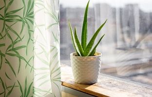 گیاه آلوئه ورا در آپارتمان ؛ از نگهداری تا مزایای آن برای پوست و فنگ شویی