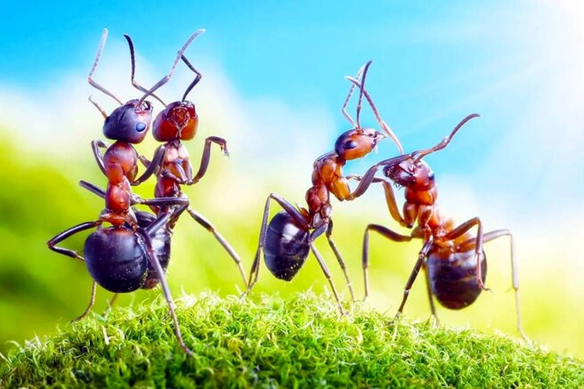 مورچهها دنیا را تسخیر کردهاند/ وزن مورچههای از مجموع وزن پستانداران و پرندهها فراتر رفت!