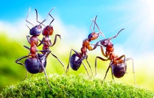 مورچه‌ها دنیا را تسخیر کرده‌اند/ وزن مورچه‌های از مجموع وزن پستانداران و پرنده‌ها فراتر رفت!