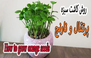  یک روش ساده برای کاشت سبزه با هسته پرتقال و نارنج برای سفره هفت سین + ویدئو