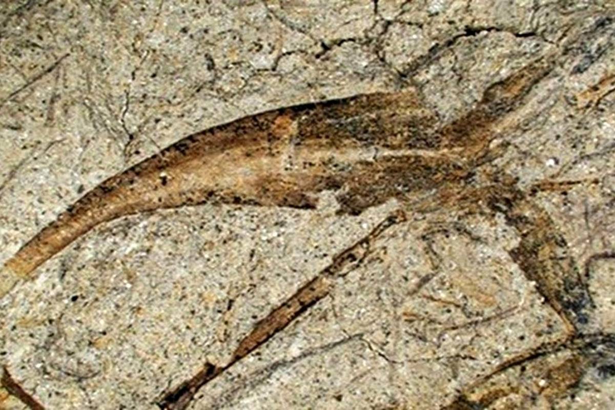 کشف فسیل بذر بالدار 365 میلیون ساله در معدن چینی + عکس