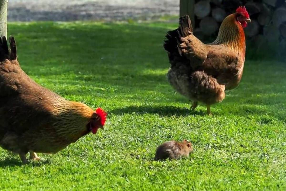 (ویدئو) نتیجه تلخ حمله غافلگیرکننده موش به خروس!