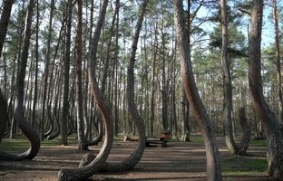 چرا همه درختان این جنگل کج هستند؟ + ویدئو