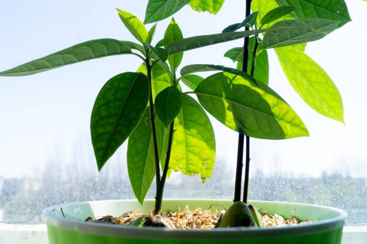 چطور از هسته آووکادو یک گیاه آپارتمانی زیبا بسازیم؟ (راهنمای کامل برای مبتدی‌ها)