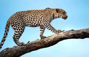  ویدئوی حیرت‌انگیز از پلنگی که مثل انسان ایستاد 