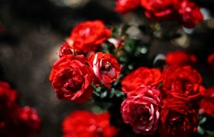 راهنمای نگهداری از گل رز؛ آموزش گام به گام پرورش گل رز + نگهداری از شاخه بریده گل رز