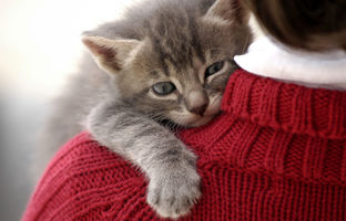 علاقه شدید یک گربه به بغل کردن صاحبش! + ویدئو