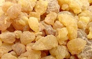 سقز چیست ؟ خواص سقز و کاربردهای درمانی آن در طب سنتی