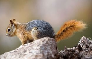 وقتی سنجاب برای اولین بار طعم محبت انسان را می چشد +ویدئو