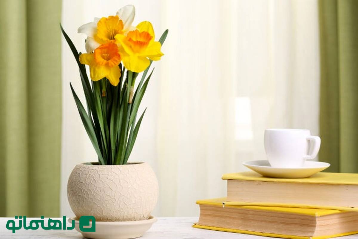گلهای بهاری 1404: نرگس، شادابی را به اتاق کارت میآورد