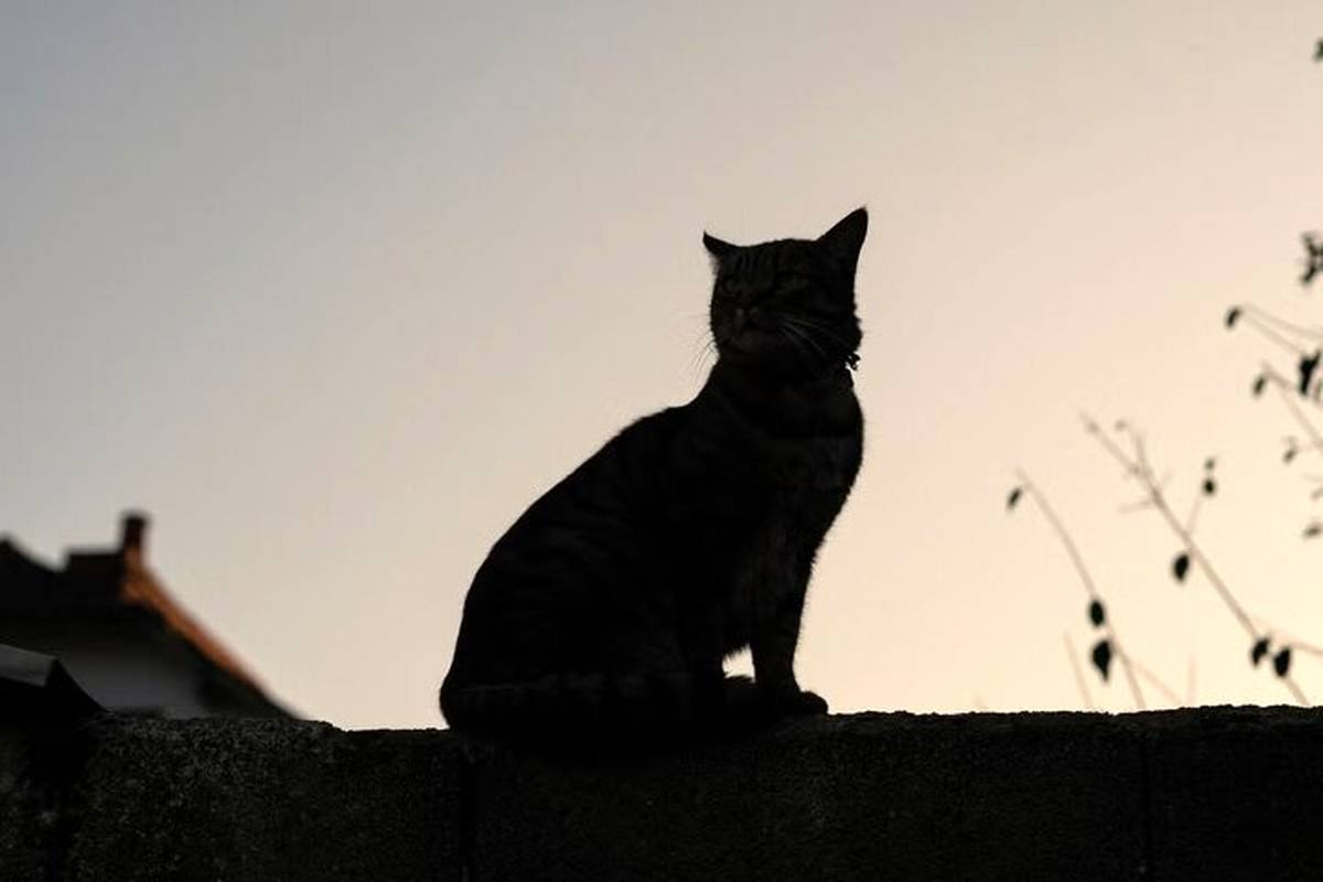 گربههای سیاه و سفید جدید، حاصل یک جهش نادر